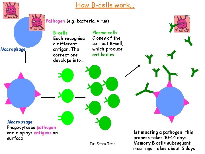 How B-cells work… Pathogen (e. g. bacteria, virus) Macrophage B-cells Each recognise a different