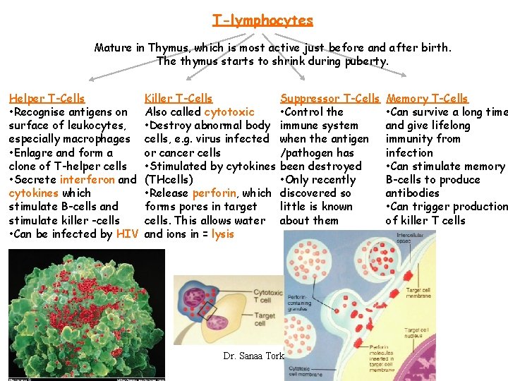 T-lymphocytes Mature in Thymus, which is most active just before and after birth. The