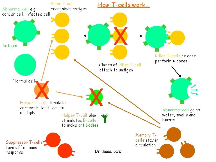 Abnormal cell e. g cancer cell, infected cell Killer T-cell recognises antigen How T-cells