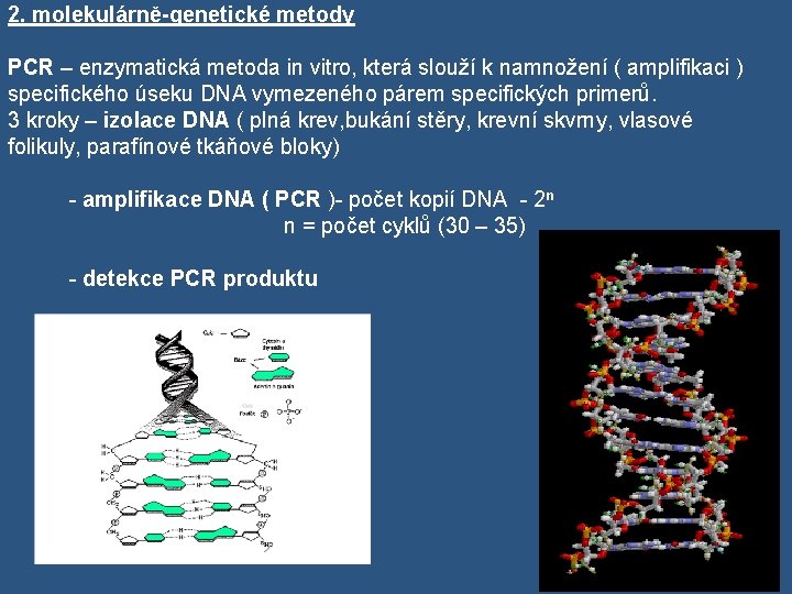 2. molekulárně-genetické metody PCR – enzymatická metoda in vitro, která slouží k namnožení (