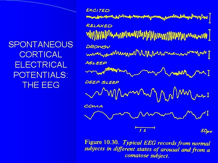 SPONTANEOUS CORTICAL ELECTRICAL POTENTIALS: THE EEG 