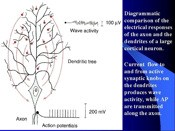 2. Mechanism of EEG Diagrammatic comparison of the electrical responses of the axon and