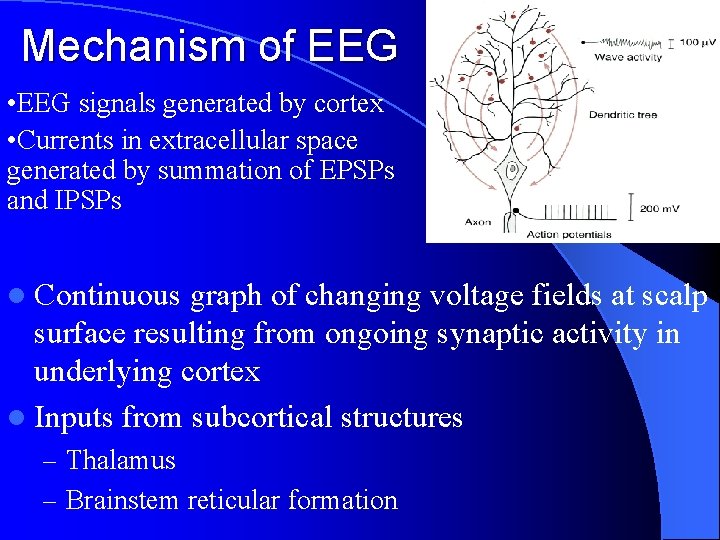 Mechanism of EEG • EEG signals generated by cortex • Currents in extracellular space