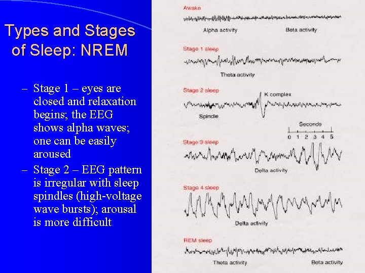 Types and Stages of Sleep: NREM – Stage 1 – eyes are closed and