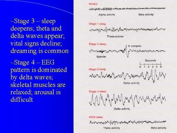 –Stage 3 – sleep deepens; theta and delta waves appear; vital signs decline; dreaming