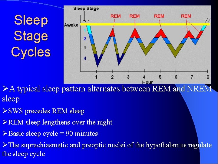 Sleep Stage Cycles ØA typical sleep pattern alternates between REM and NREM sleep ØSWS