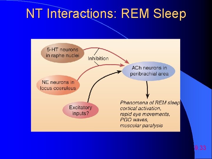NT Interactions: REM Sleep 9. 33 