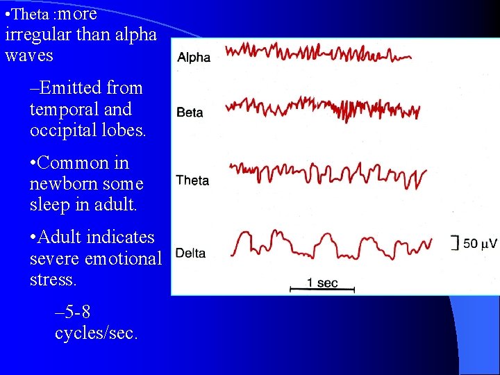  • Theta : more irregular than alpha waves –Emitted from temporal and occipital