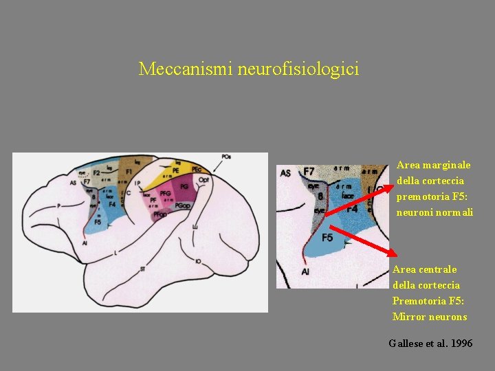 Meccanismi neurofisiologici Area marginale della corteccia premotoria F 5: neuroni normali Area centrale della