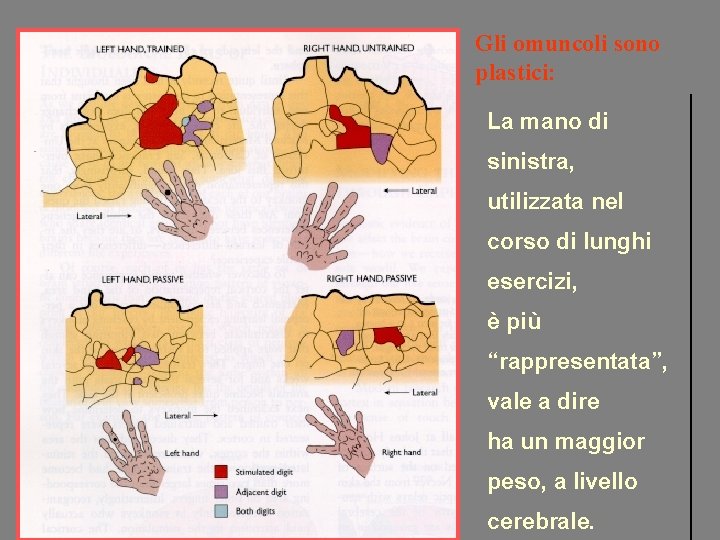 Gli omuncoli sono plastici: La mano di sinistra, utilizzata nel corso di lunghi esercizi,