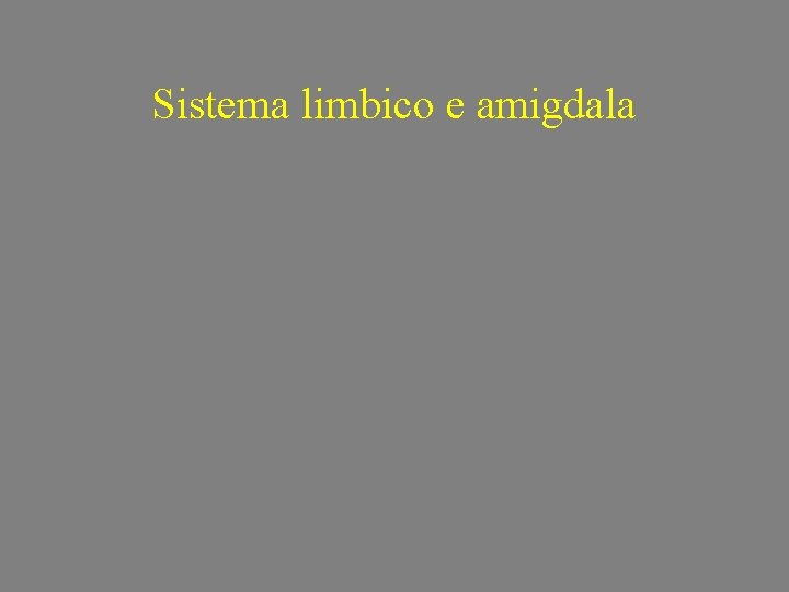 Sistema limbico e amigdala 