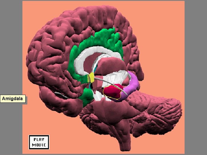 Amigdala 