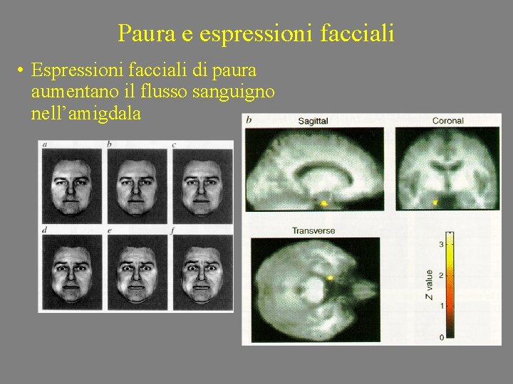 Paura e espressioni facciali • Espressioni facciali di paura aumentano il flusso sanguigno nell’amigdala