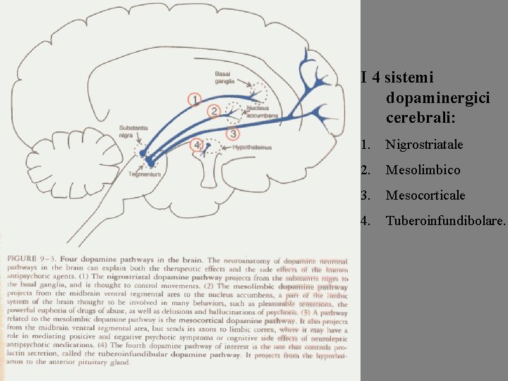 I 4 sistemi dopaminergici cerebrali: 1. Nigrostriatale 2. Mesolimbico 3. Mesocorticale 4. Tuberoinfundibolare. 