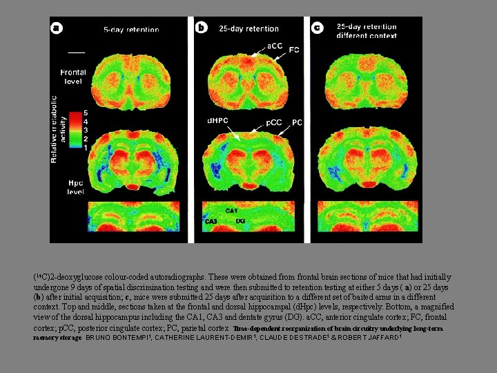 (14 C)2 -deoxyglucose colour-coded autoradiographs. These were obtained from frontal brain sections of mice