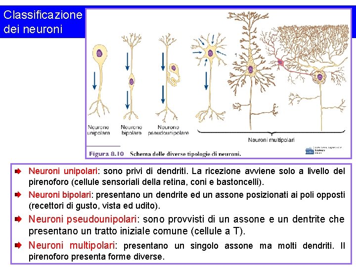 Classificazione dei neuroni Neuroni unipolari: sono privi di dendriti. La ricezione avviene solo a