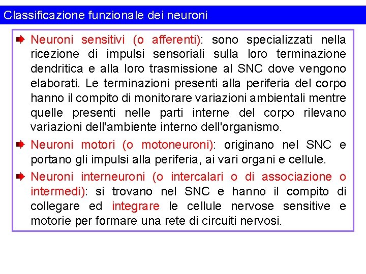 Classificazione funzionale dei neuroni Neuroni sensitivi (o afferenti): sono specializzati nella ricezione di impulsi