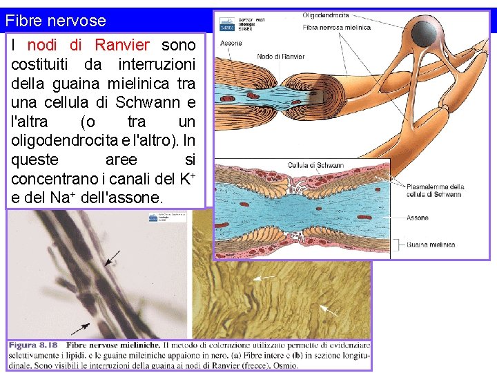Fibre nervose I nodi di Ranvier sono costituiti da interruzioni della guaina mielinica tra