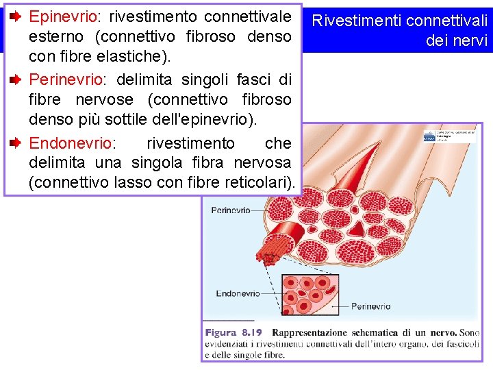 Epinevrio: rivestimento connettivale Rivestimenti connettivali esterno (connettivo fibroso denso dei nervi con fibre elastiche).