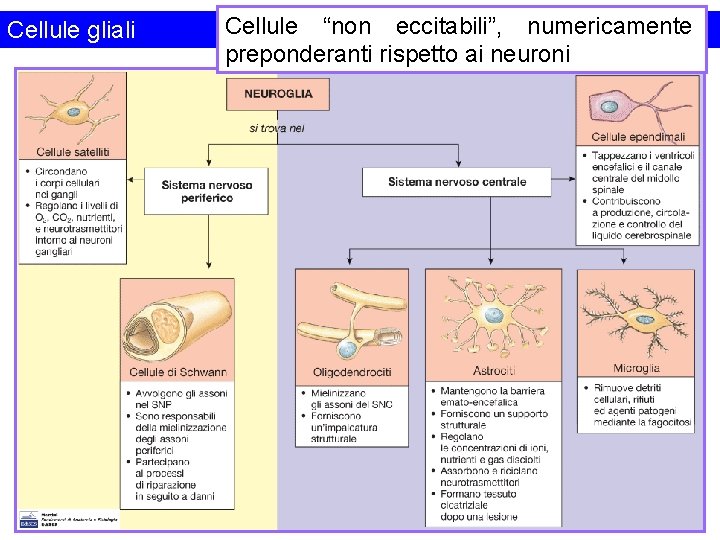 Cellule gliali Cellule “non eccitabili”, numericamente preponderanti rispetto ai neuroni 