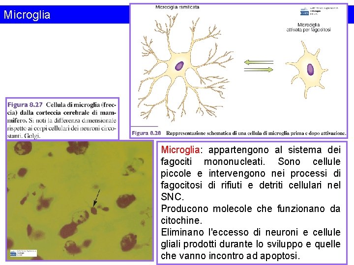 Microglia: appartengono al sistema dei fagociti mononucleati. Sono cellule piccole e intervengono nei processi