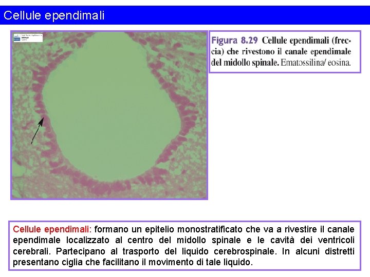 Cellule ependimali: formano un epitelio monostratificato che va a rivestire il canale ependimale localizzato