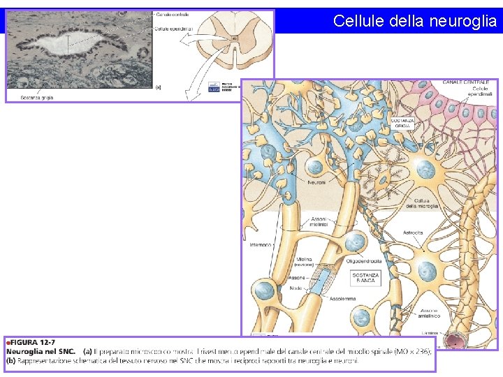 Cellule della neuroglia 
