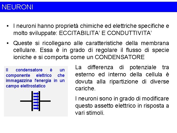 NEURONI • I neuroni hanno proprietà chimiche ed elettriche specifiche e molto sviluppate: ECCITABILITA’