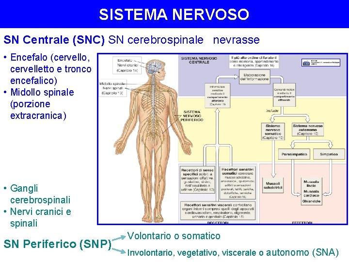 SISTEMA NERVOSO SN Centrale (SNC) SN cerebrospinale nevrasse • Encefalo (cervello, cervelletto e tronco