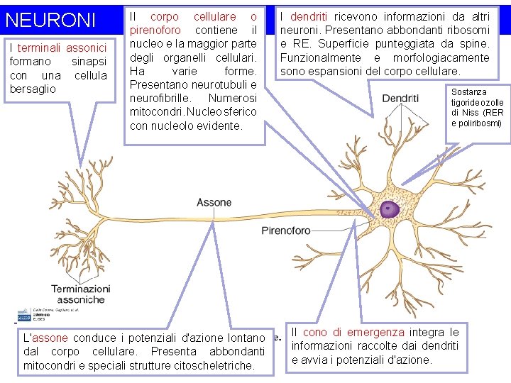 NEURONI I terminali assonici formano sinapsi con una cellula bersaglio Il corpo cellulare o