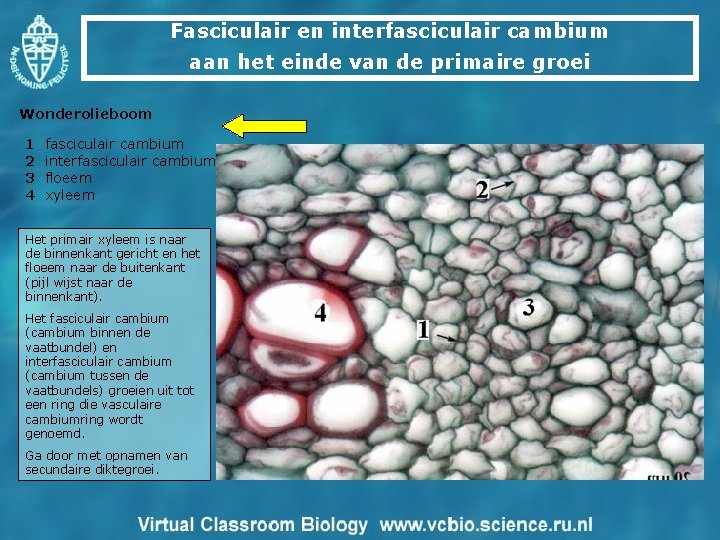 Fasciculair en interfasciculair cambium aan het einde van de primaire groei Wonderolieboom 1 fasciculair