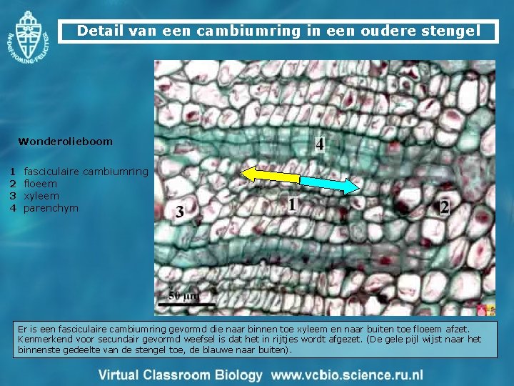 Detail van een cambiumring in een oudere stengel Wonderolieboom 1 fasciculaire cambiumring 2 floeem