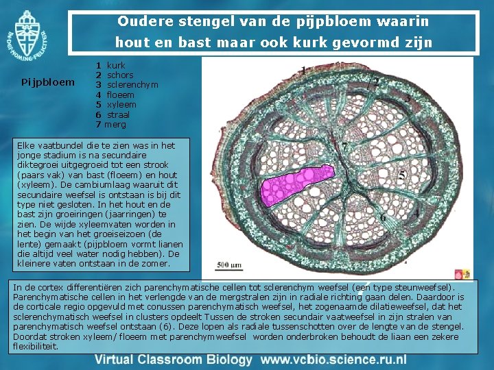 Oudere stengel van de pijpbloem waarin hout en bast maar ook kurk gevormd zijn