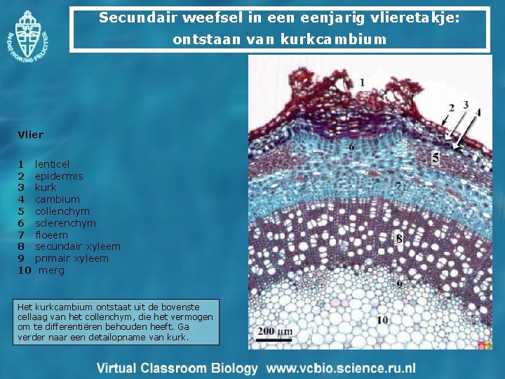 Secundair weefsel in eenjarig vlieretakje: ontstaan van kurkcambium Vlier 1 lenticel 2 epidermis 3