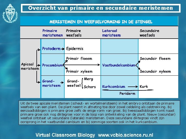 Overzicht van primaire en secundaire meristemen Uit de twee apicale meristemen (scheut- en wortelmeristeem)