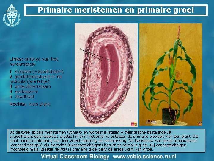 Primaire meristemen en primaire groei Links: embryo van het herderstasje 1 Cotylen (=zaadlobben) 2