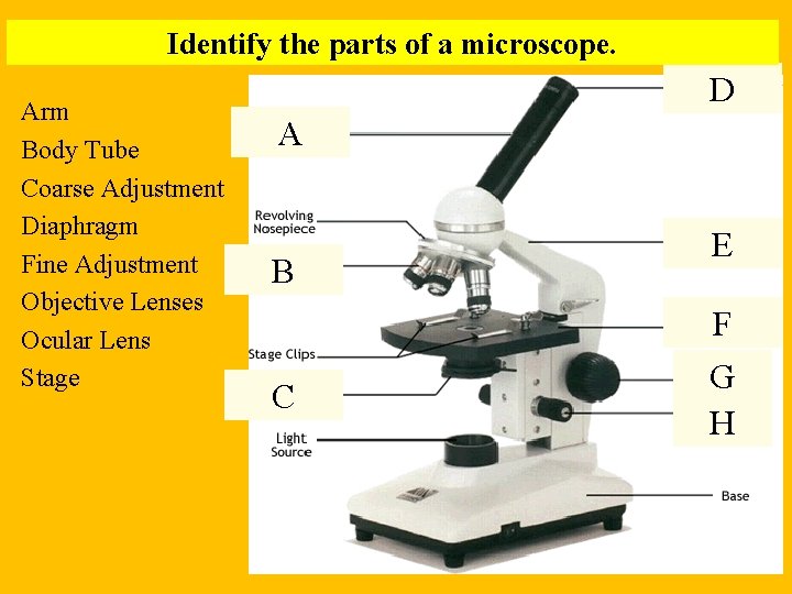 Identify the parts of a microscope. Arm Body Tube Coarse Adjustment Diaphragm Fine Adjustment