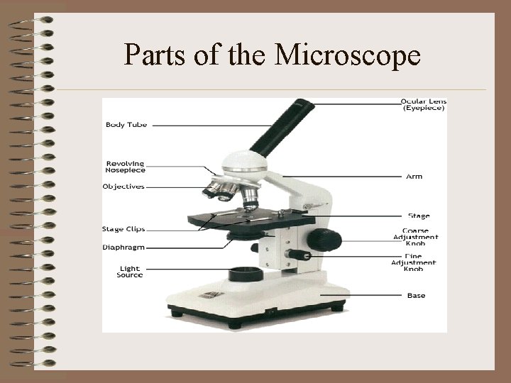  Parts of the Microscope 
