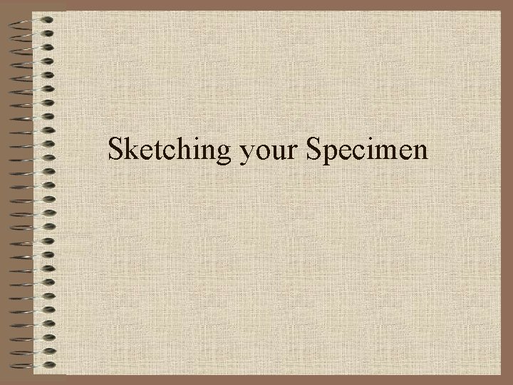 Sketching your Specimen 