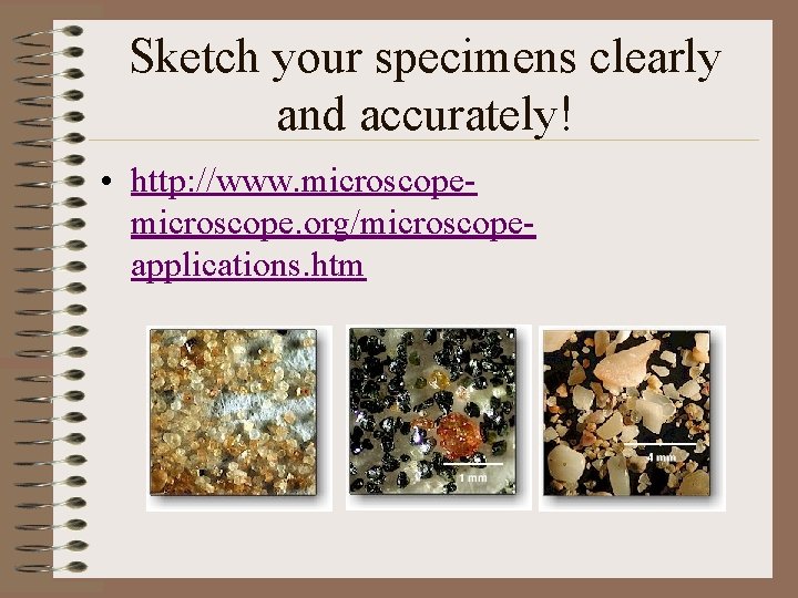 Sketch your specimens clearly and accurately! • http: //www. microscope. org/microscopeapplications. htm 