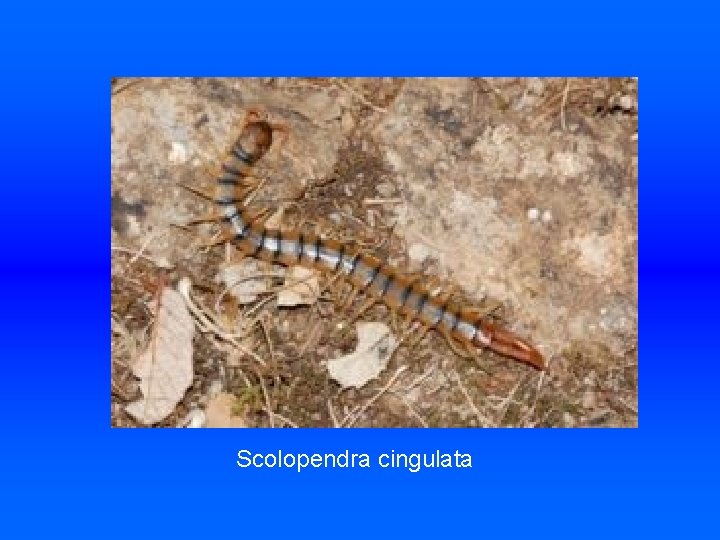 Scolopendra cingulata 