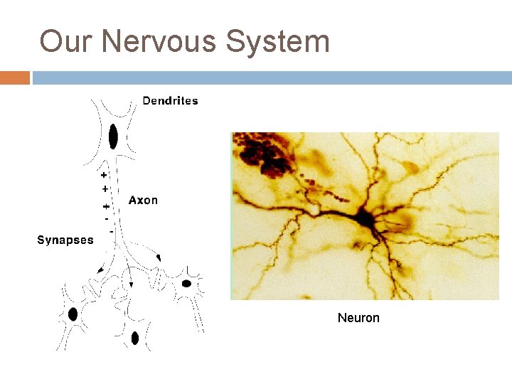 Our Nervous System Neuron 