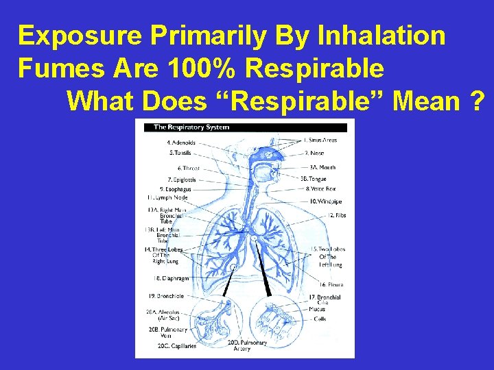 Exposure Primarily By Inhalation Fumes Are 100% Respirable What Does “Respirable” Mean ? 