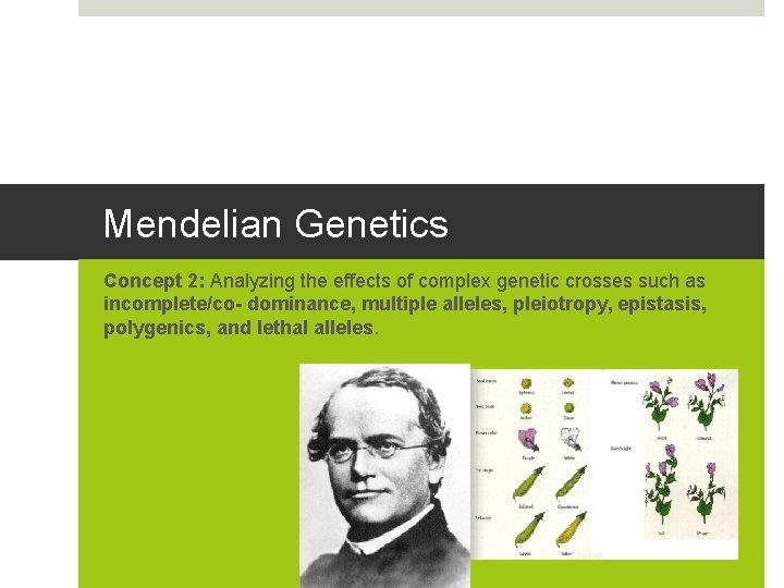 Mendelian Genetics Concept 2: Analyzing the effects of complex genetic crosses such as incomplete/co-