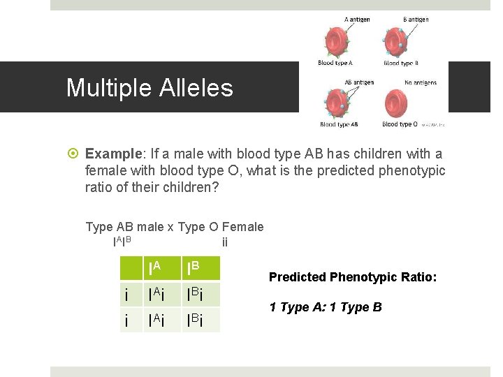 Multiple Alleles Example: If a male with blood type AB has children with a