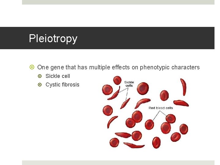 Pleiotropy One gene that has multiple effects on phenotypic characters Sickle cell Cystic fibrosis