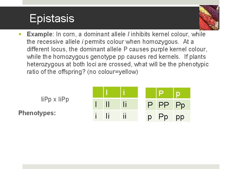 Epistasis § Example: In corn, a dominant allele I inhibits kernel colour, while the