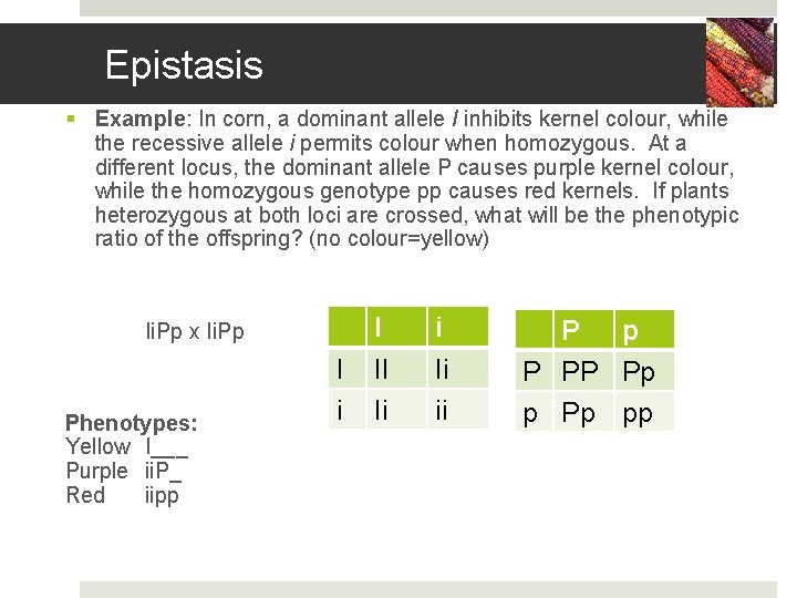 Epistasis § Example: In corn, a dominant allele I inhibits kernel colour, while the