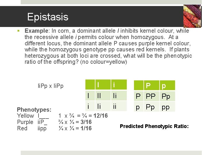 Epistasis § Example: In corn, a dominant allele I inhibits kernel colour, while the