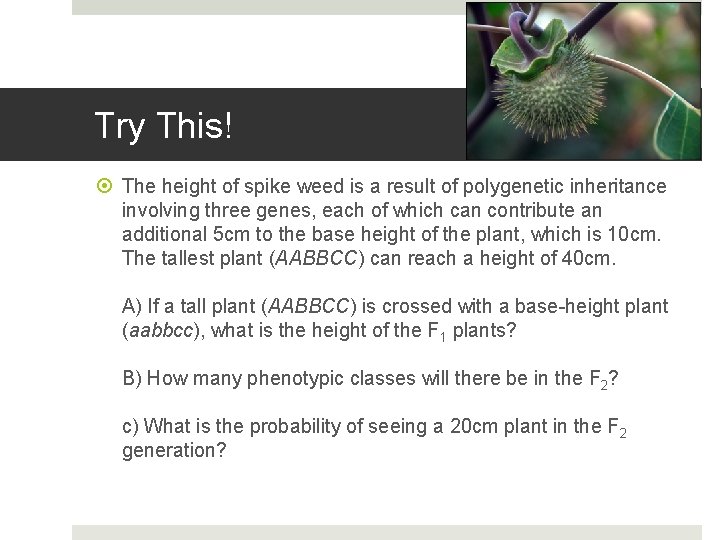 Try This! The height of spike weed is a result of polygenetic inheritance involving